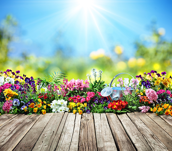 Flowers blossoming on a deck in the springtime